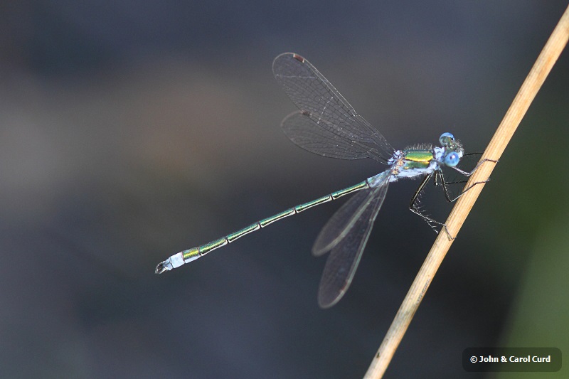 J01_3431 Lestes sponsa.JPG